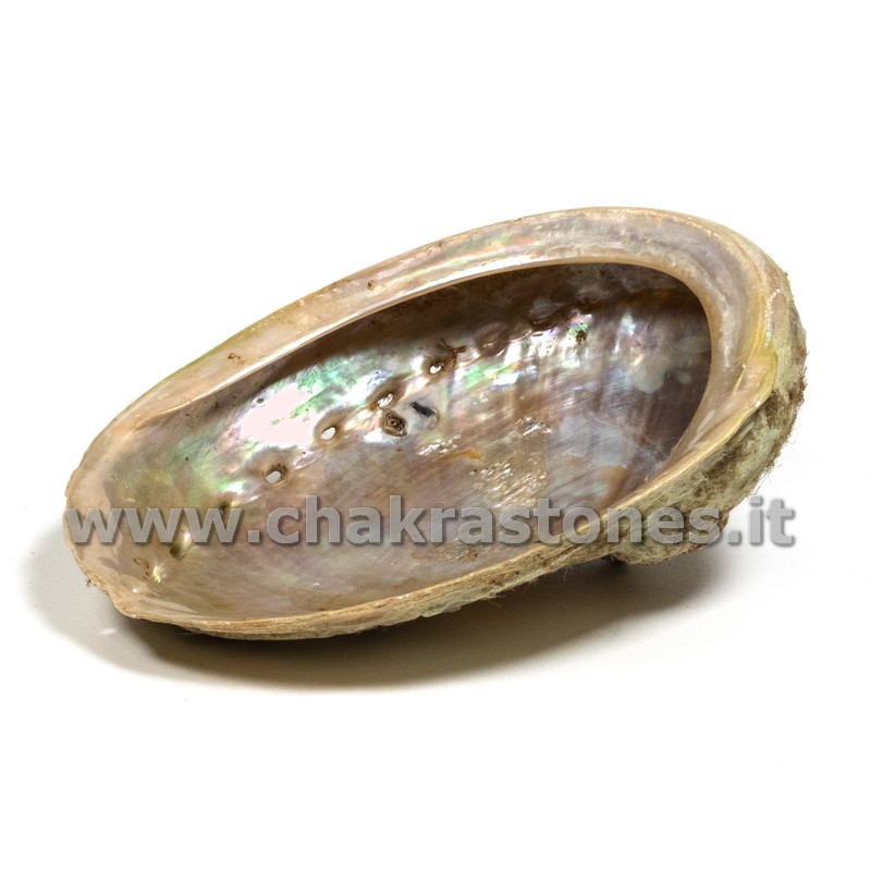 Conchiglia Abalone Haliotis diversicolor-1