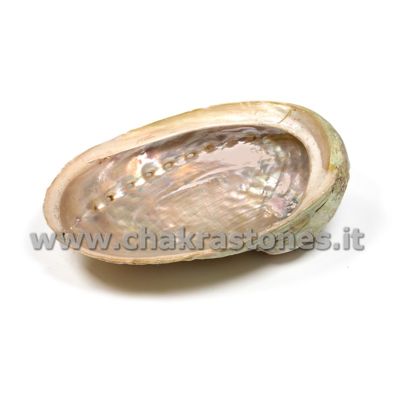 Conchiglia Abalone Haliotis diversicolor-4