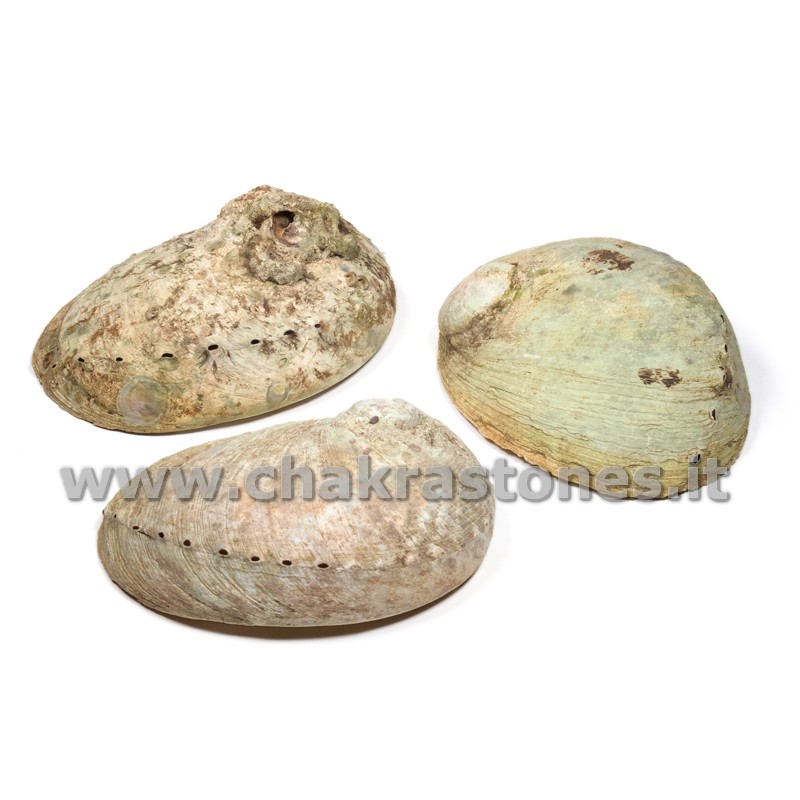 Conchiglia Abalone Haliotis diversicolor-5