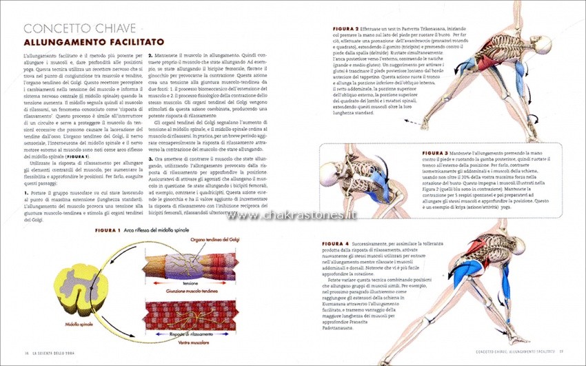 anatomia del flusso vinyasa e delle posizioni in piedi dello yoga_4