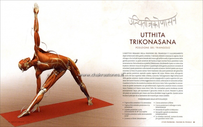 anatomia del flusso vinyasa e delle posizioni in piedi dello yoga_5