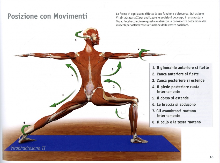 muscoli-chiave-yoga-interno-1